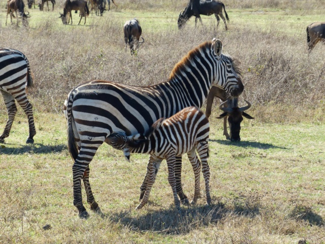 carnet de voyage : safari en Tanzanie  24c10