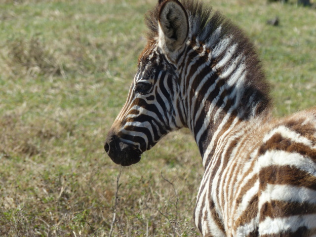 carnet de voyage : safari en Tanzanie  24d10