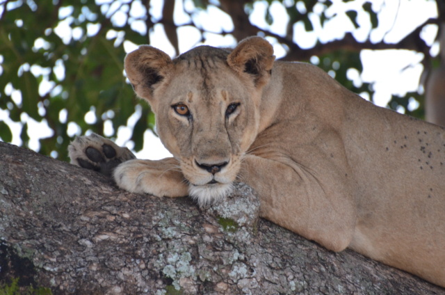 carnet de voyage : safari en Tanzanie  3013