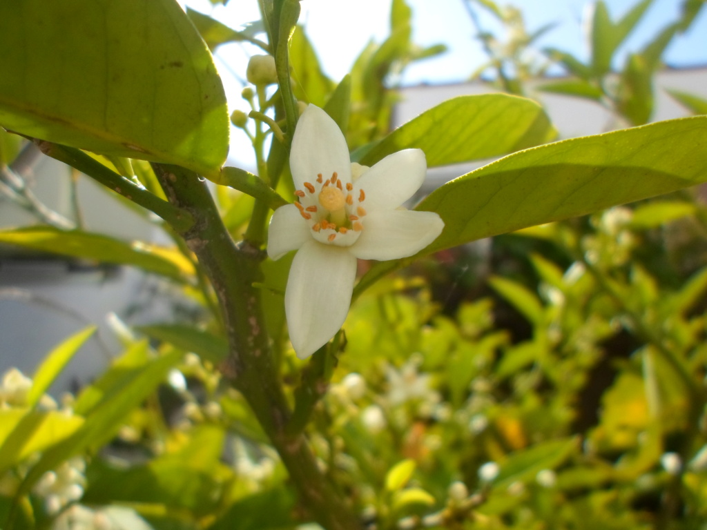 Cultivo cítricos por semilla. - Página 3 Sam_3017