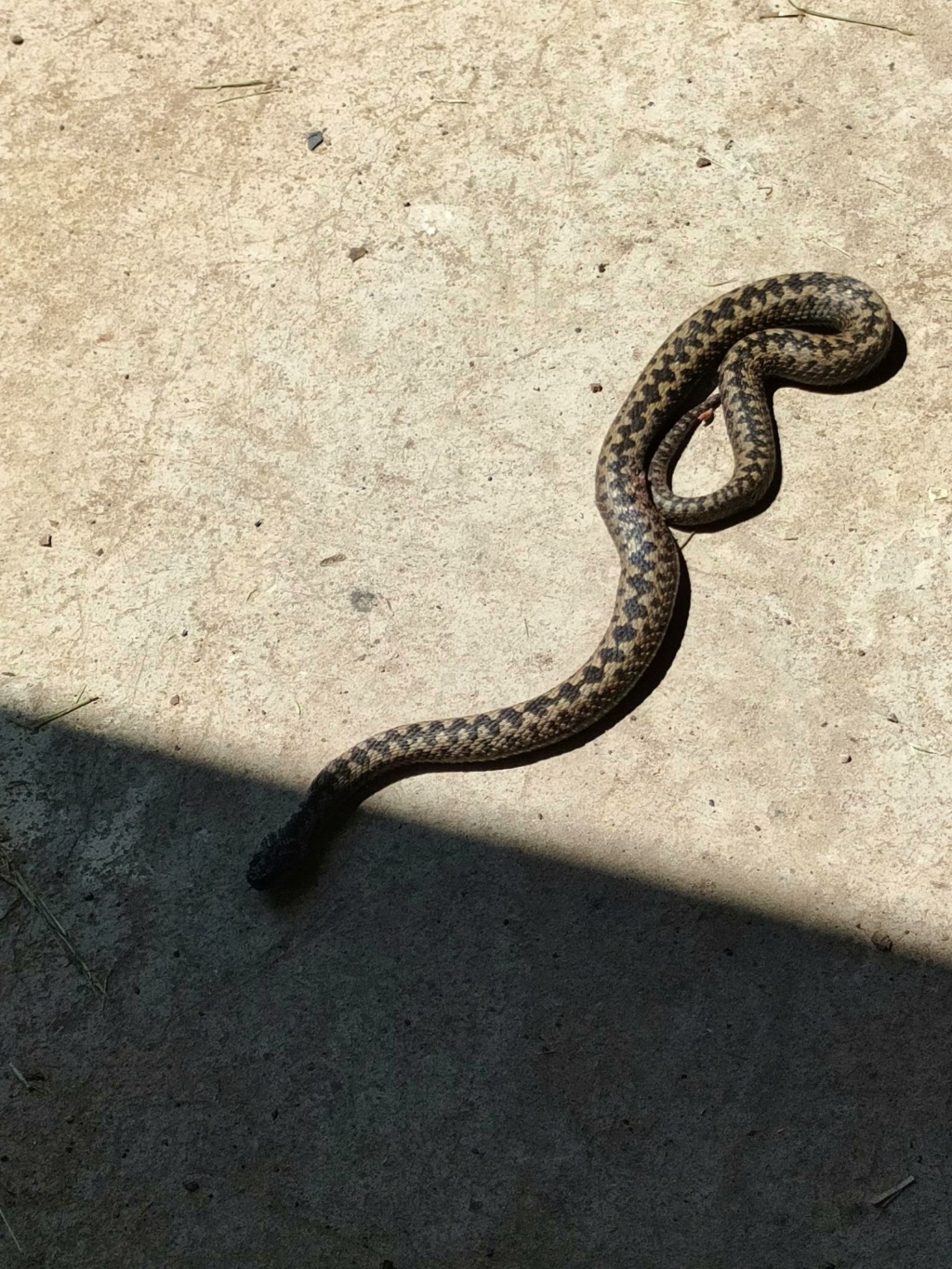 [Vipera berus] Identification Serpent, vipère péliade? Signal13