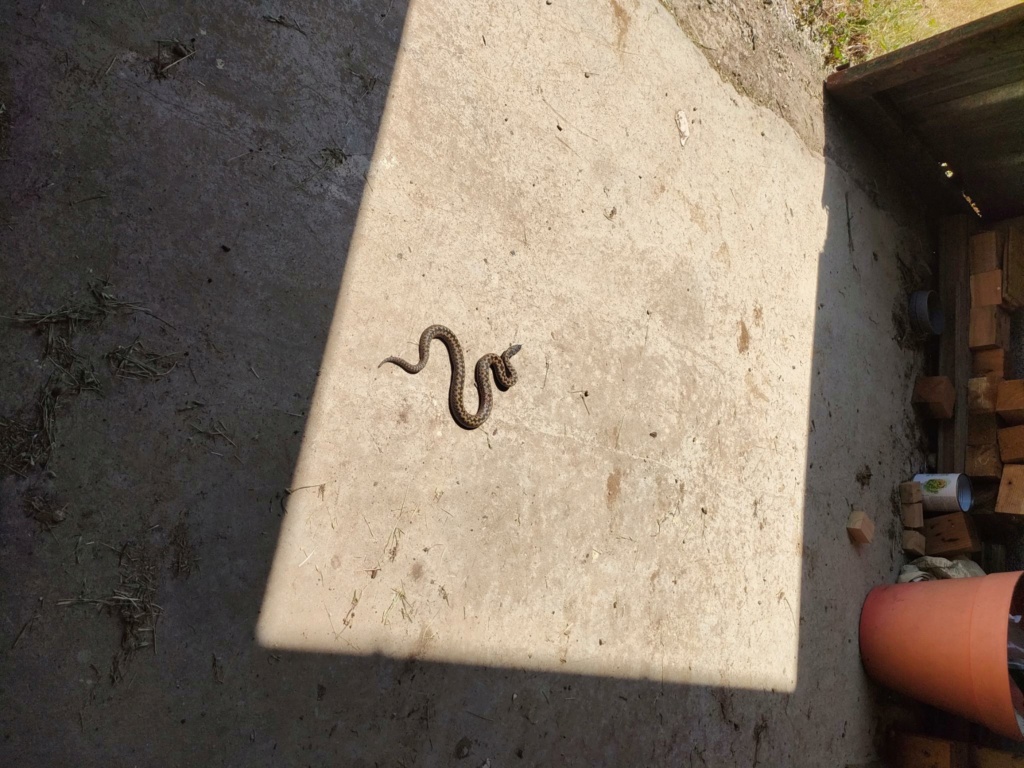 [Vipera berus] Identification Serpent, vipère péliade? Signal15