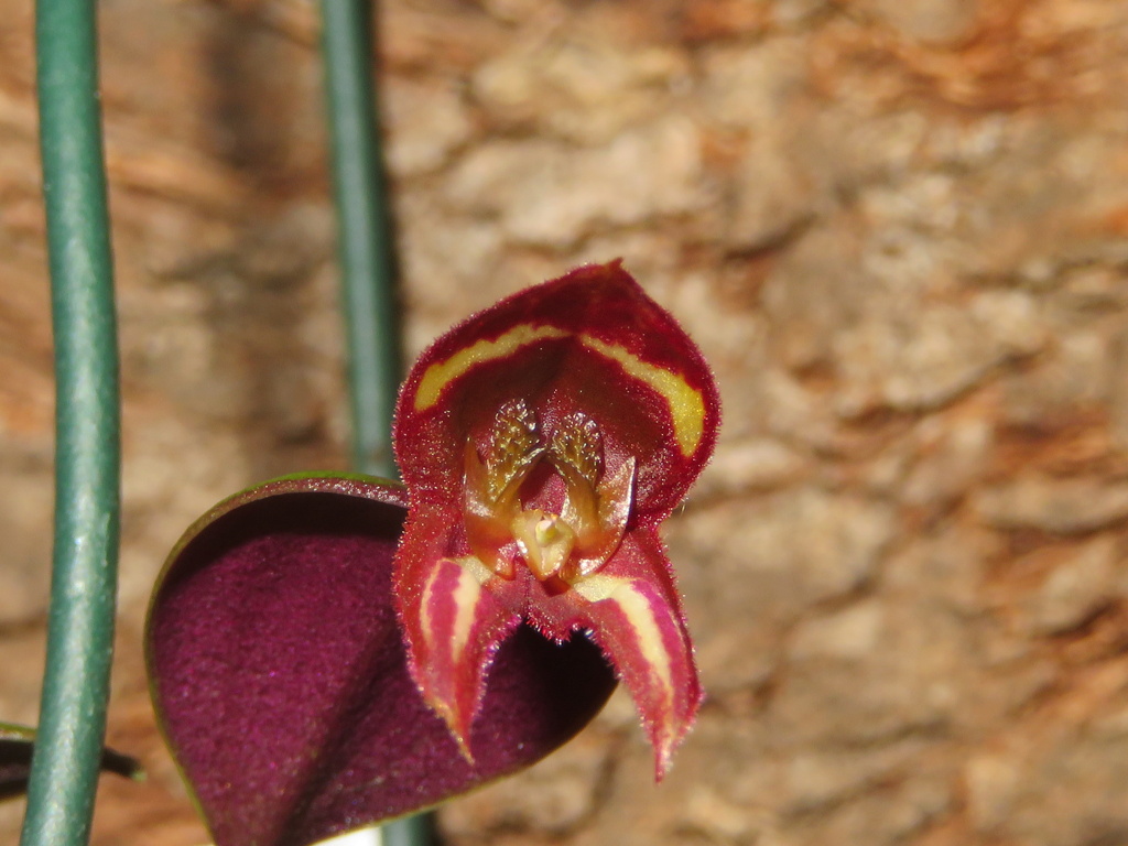 Lepanthes carunculigera Img_2413