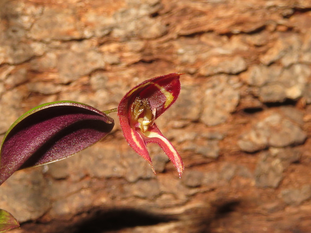 Lepanthes carunculigera Img_2415