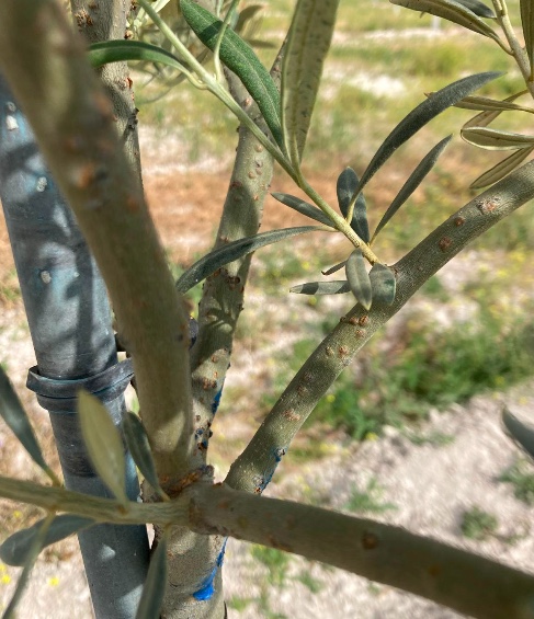 Bultos en ramas de olivos jovenes (Córdoba) F111