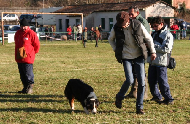 Concours du Club Canin du Prigord Vert Img_9115