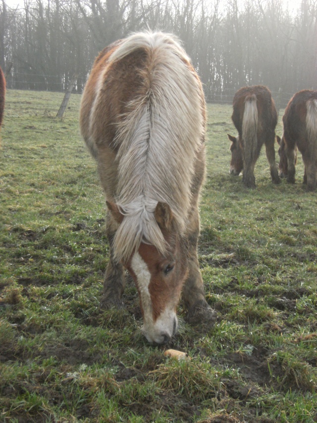 Dpt 70 - Anabelle - Croisée Trait/Haflinger - 1 an - 500 euros - Sauvée !!!  Annabe11