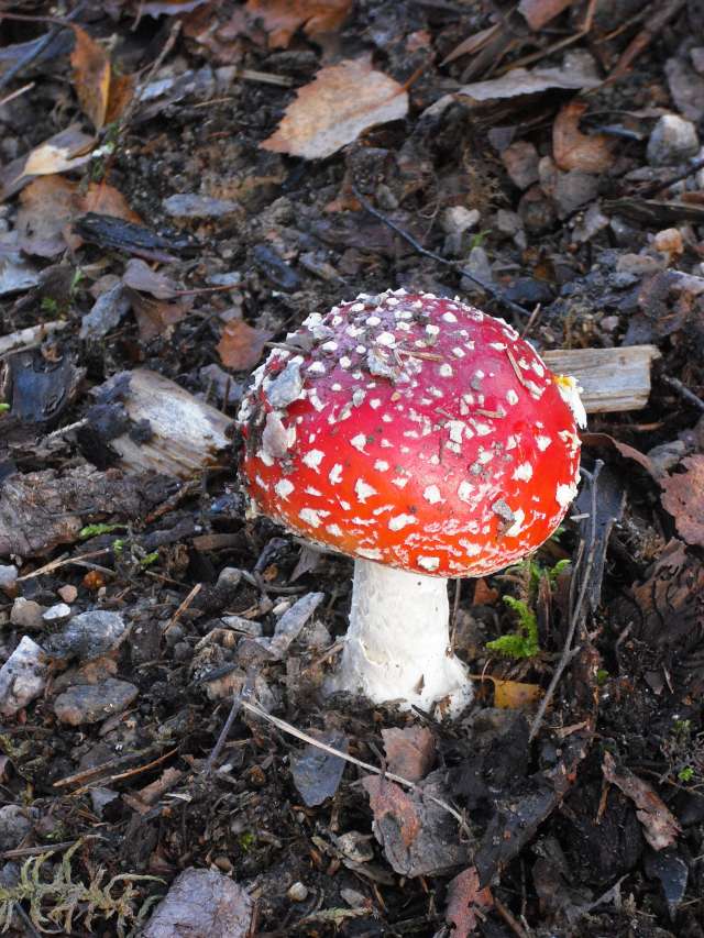 Quelques champignons vus en Suède Cimg0210