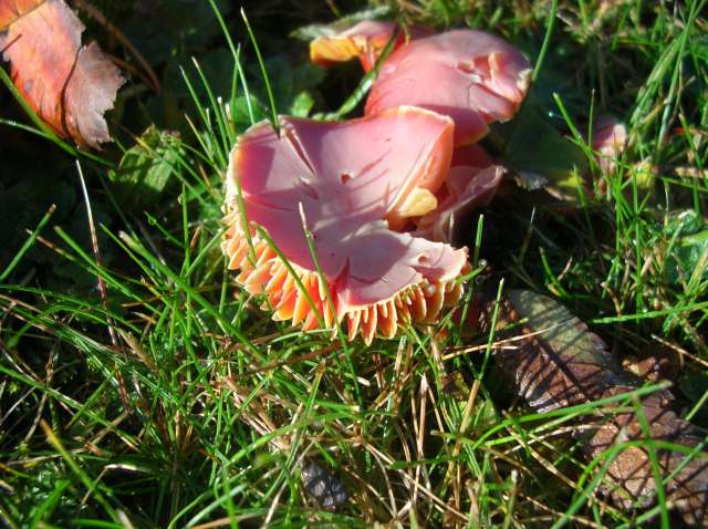 Quelques champignons vus en Suède Dscn9111