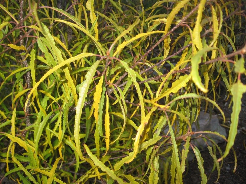 Rhamnus frangula 'Aspleniifolia' 01-11-11