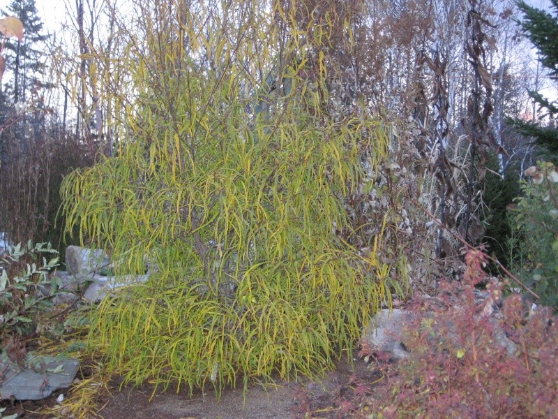 Rhamnus frangula 'Aspleniifolia' 01-11-12