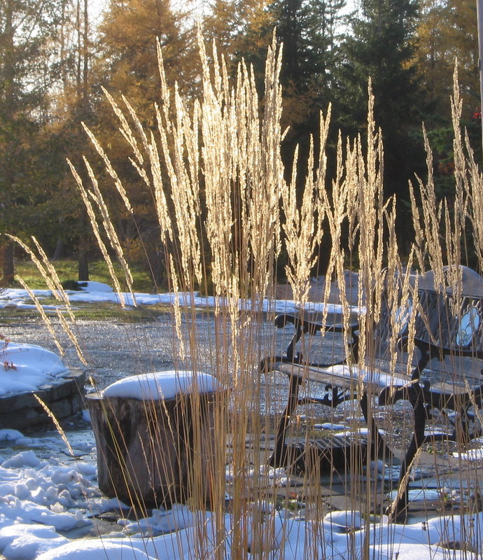 Calamagrostis acutiflora "overdam" - Page 2 24-10-13