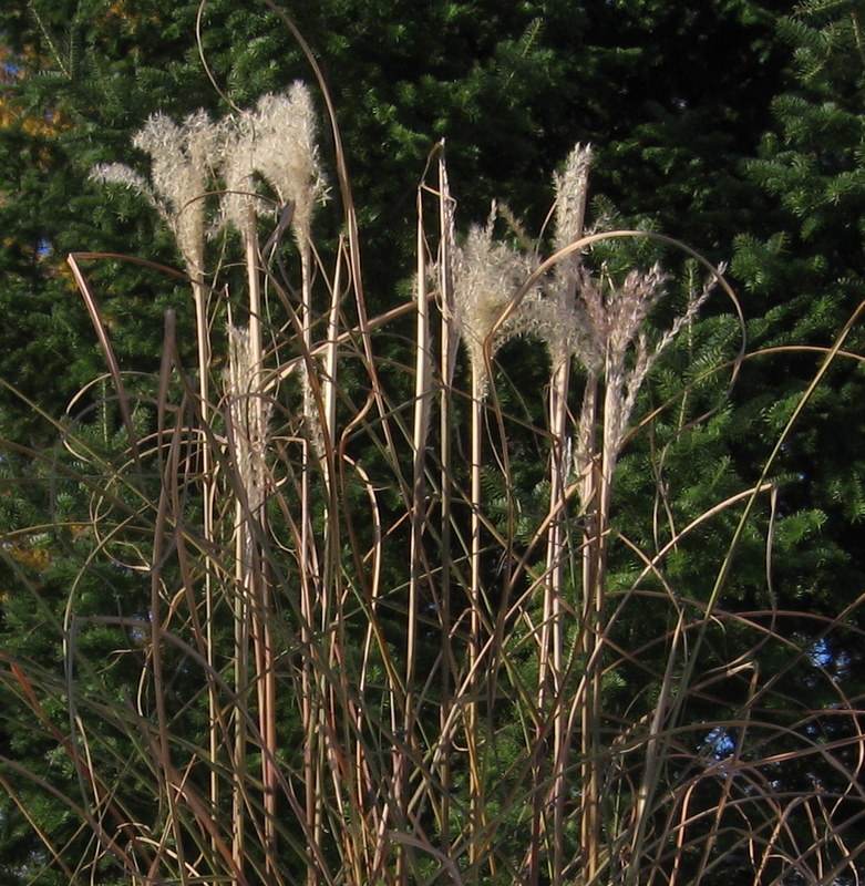 Miscanthus sinensis "Graziella" - Page 3 24-10-19