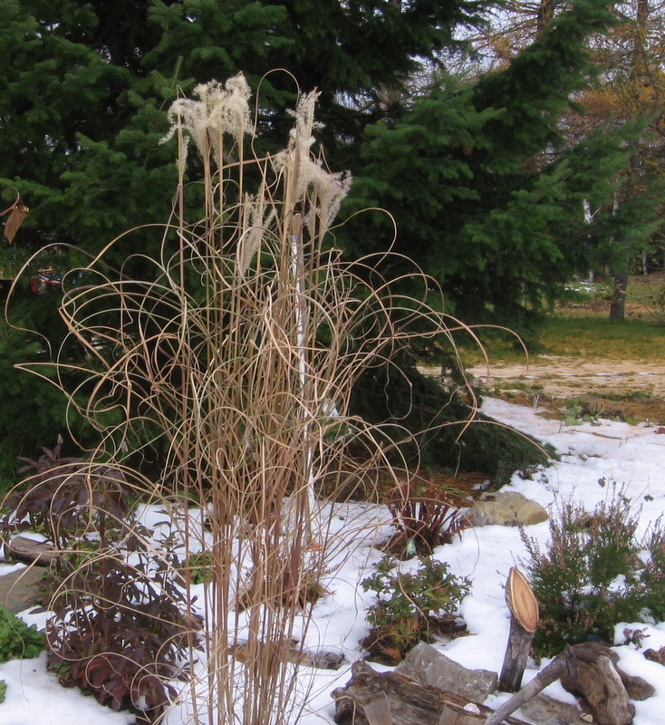 Miscanthus sinensis "Graziella" - Page 3 24-10-20