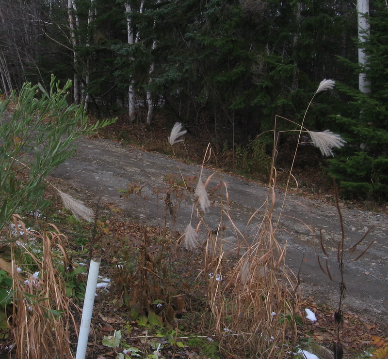 Miscanthus sacchariflorus 24-10-23