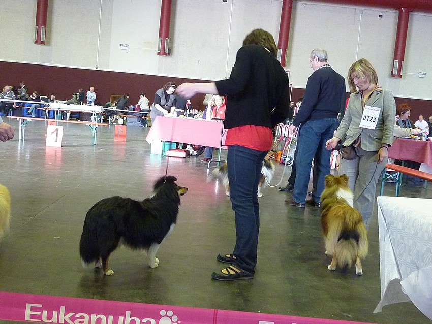 Expo des 3 frontières Lux. 30 janvier 11. Shetlands Mâles: PHOTOS Lux_0011