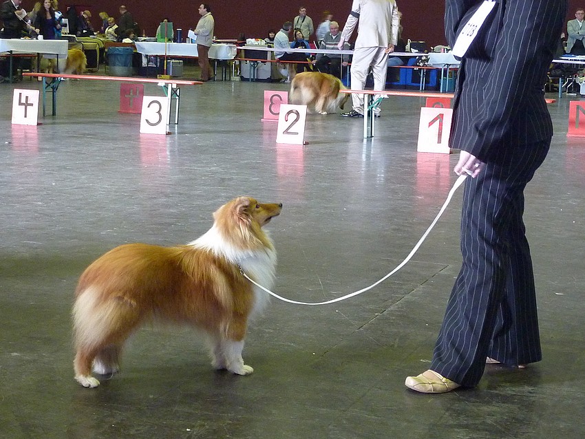 Expo des 3 frontières Lux. 30 janvier 11. Shetlands Mâles: PHOTOS Lux_0611