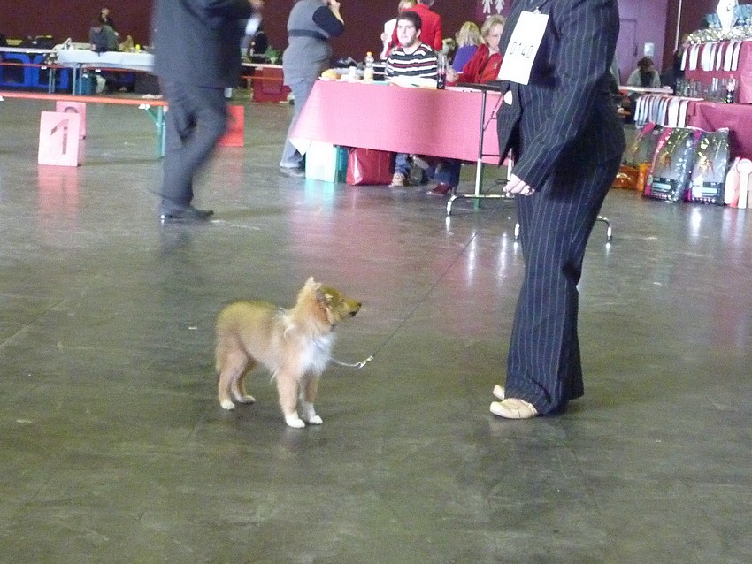 Expo des 3 frontières Lux 30/01/11: Femelles shelties: et BOB (début) PHOTOS Lux_1210