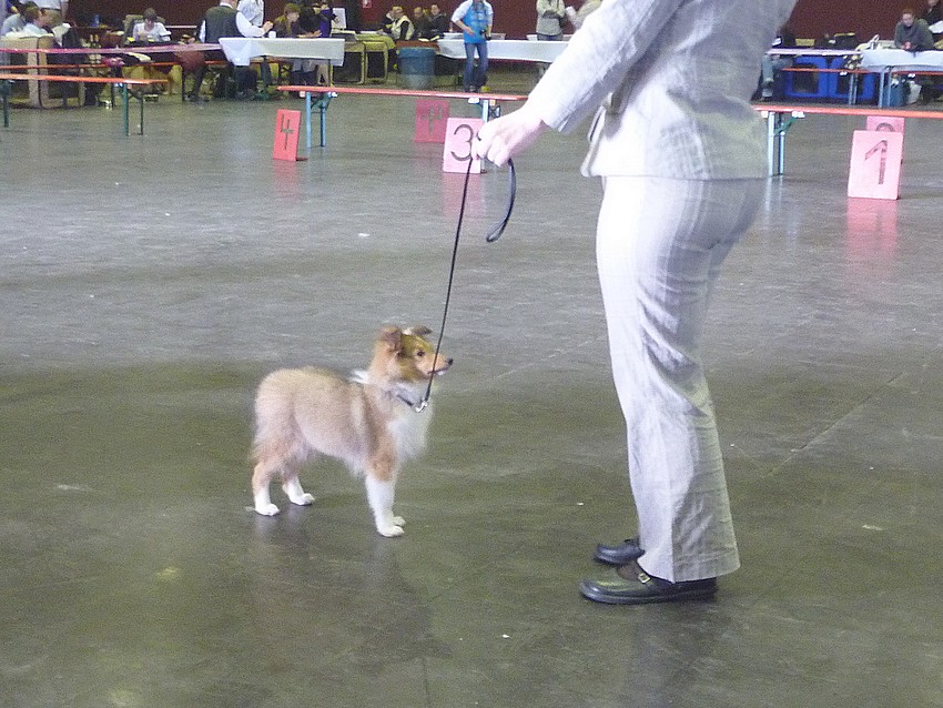 Expo des 3 frontières Lux 30/01/11: Femelles shelties: et BOB (début) PHOTOS Lux_1211