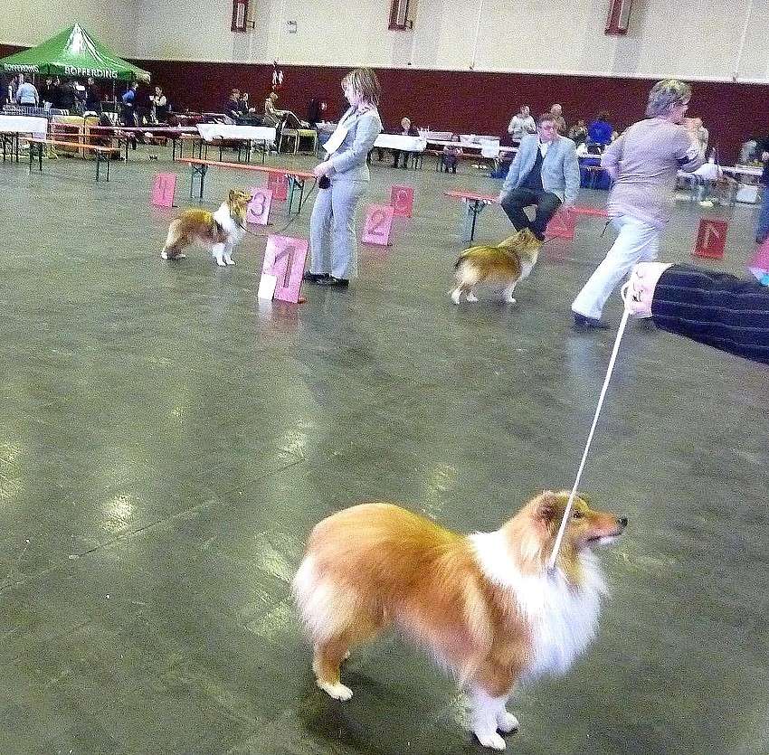 Expo des 3 frontières Lux 30/01/11: Femelles shelties: et BOB (début) PHOTOS Lux_2013