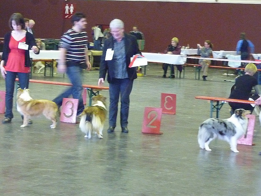 Expo des 3 frontières Lux. 30/01/11  shetlands femelles  (suite et fin) PHOTOS. Lux_2017