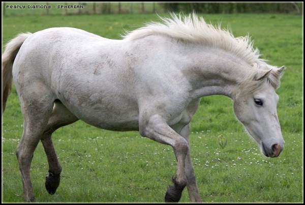 Crunchiest Light x Nawar Emerald : Lollypeps Pearly11