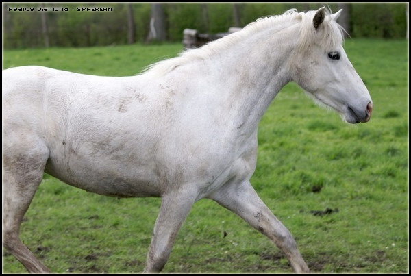 Crunchiest Light x Nawar Emerald : Lollypeps Pearly13