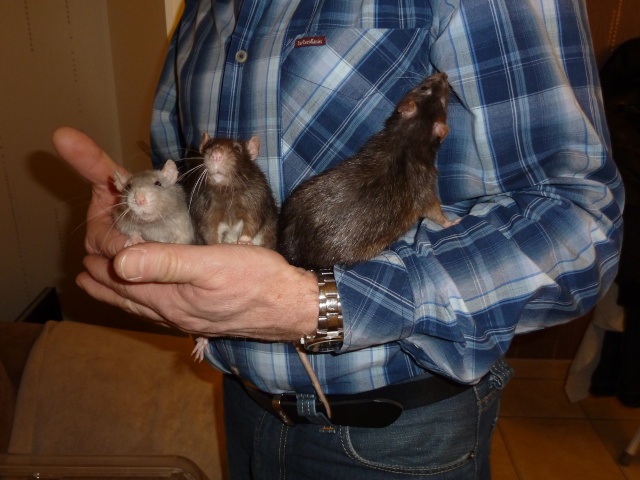 3 ratoux (91) Rats_a10