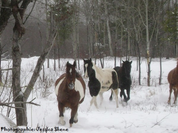 tombe la neige, tombe, tombe la neige Dsc00915