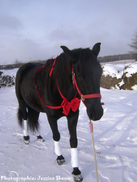 tombe la neige, tombe, tombe la neige Dsc00920