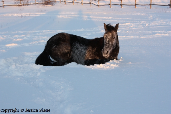 Votre cheval en page d'acceuil ( mois de janvier ) Img_0115