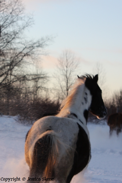 mon nouvel appareil et les chevaux en feu :D Img_0116