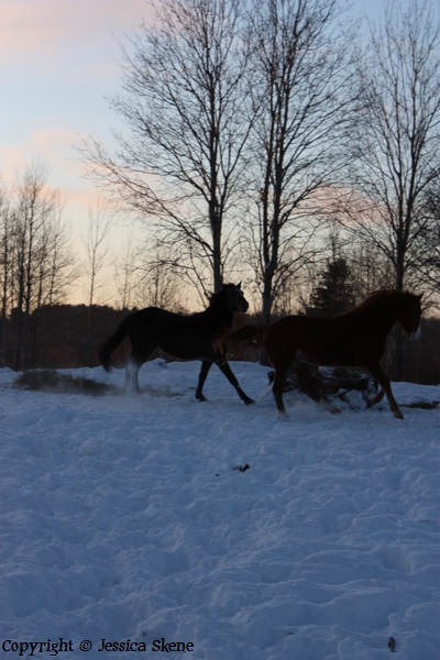 mon nouvel appareil et les chevaux en feu :D Img_0117