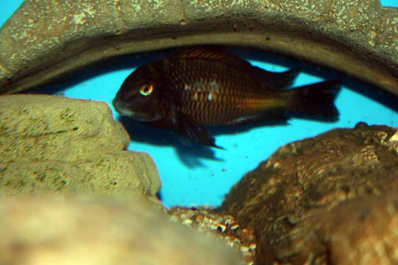 Tropheus moorii " Namansi Red ". Tr_red22