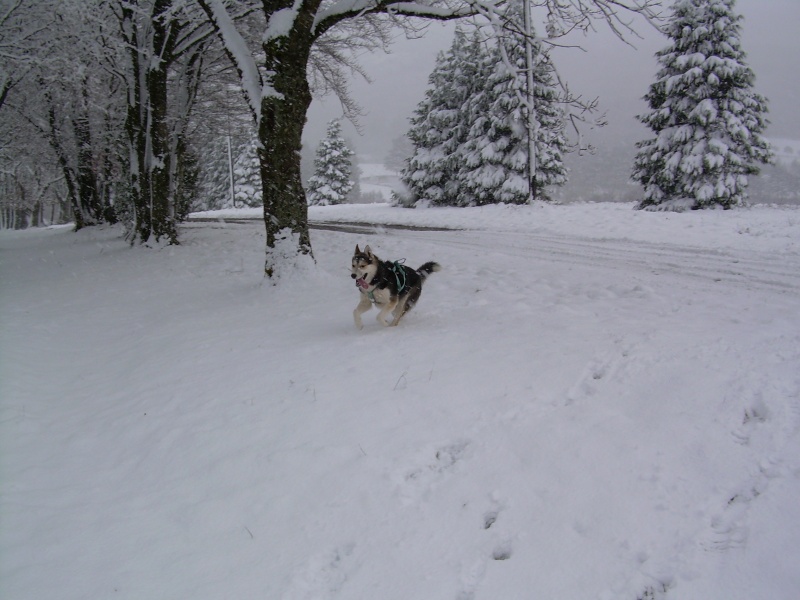 1ère neige dans l'Aude! Neige_13