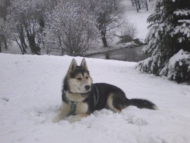 1ère neige dans l'Aude! Photo019