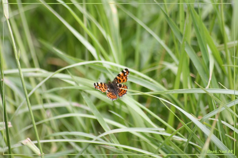 Les papillons. - Page 3 Img_8011