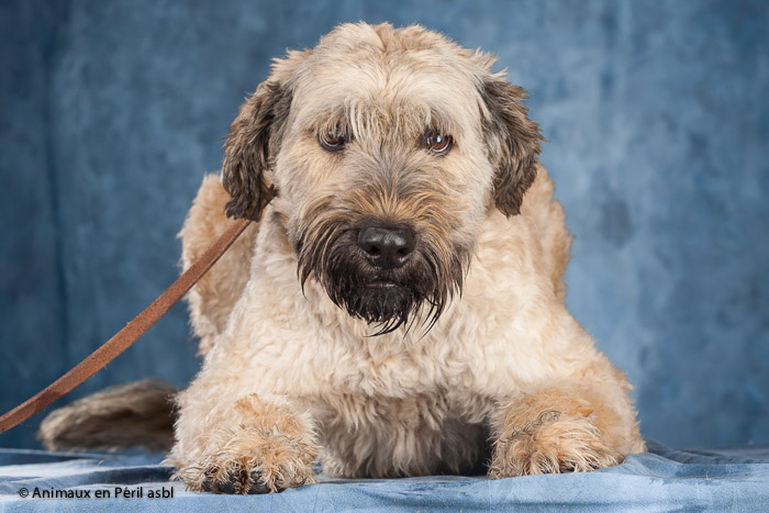 Trouvé - Bouvier des Flandres - Mâle - 2012  Isidor10