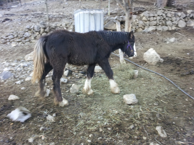 Iarann stud babies 31410