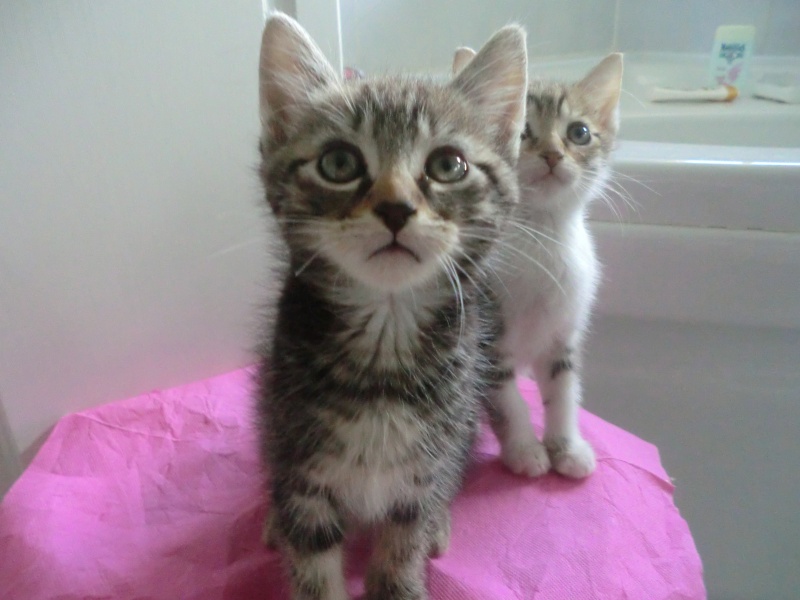  à l'adoption 4 adorables chatons  4chato14