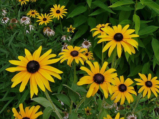 Rudbeckia !!! - Page 7 P1270920