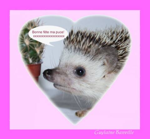 Bonne Fete Ma Belle Cocotte D Amour Bonne Fete Ma Belle Cocotte D Amour