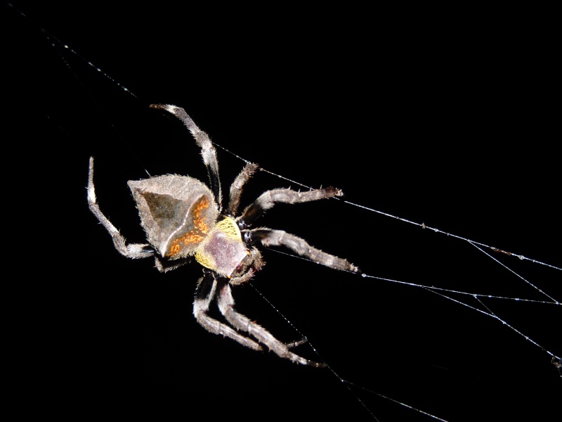 Araignée (Thailande) P1000711