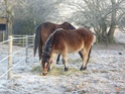 Rescued /Rehomed Ponies and donkeys