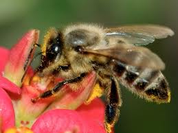 Du venin d’abeille contre le VIH Abeill10