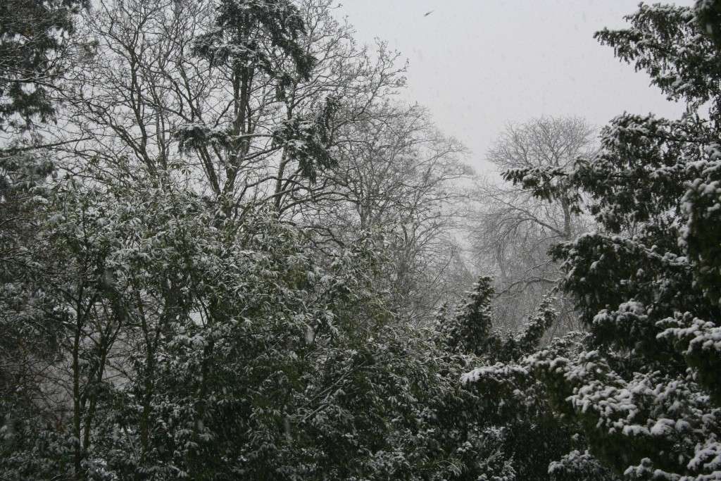 Premières neiges... Neige_10