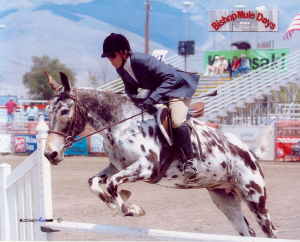 La mule appaloosa Mule_a12