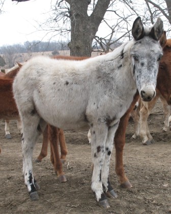 La mule appaloosa Poulai10