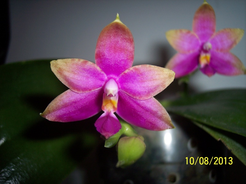 Phalaenopsis Princess Kaiulani 101_0017