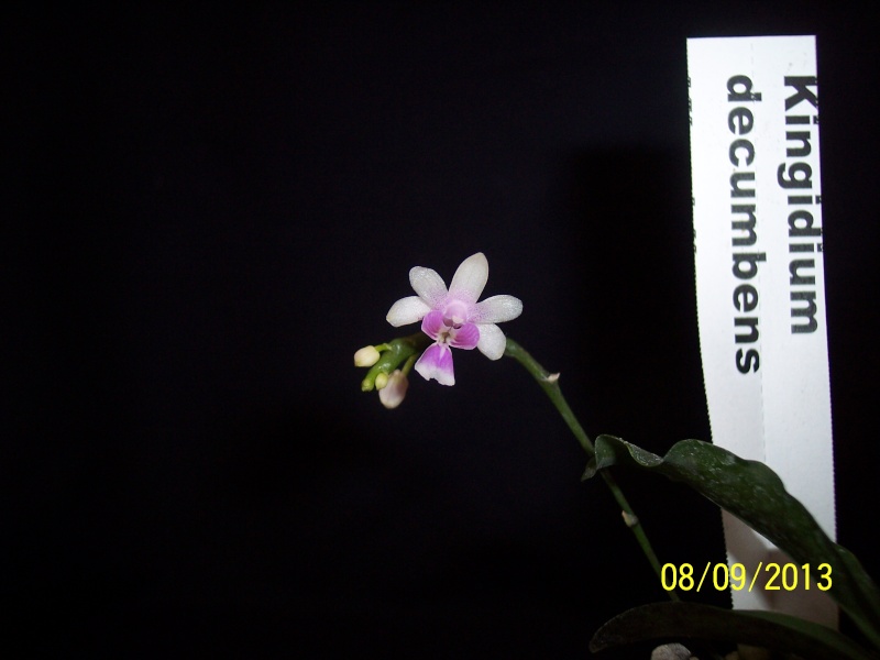 Phalaenopsis deliciosa 101_0034